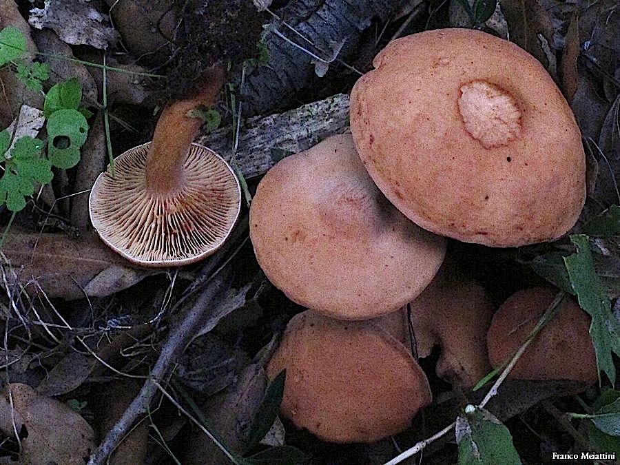 Lactarius da determinare